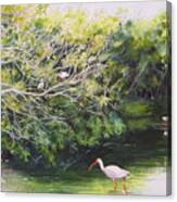 White Ibis Haven Canvas Print