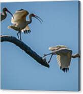 White Ibis Takeoff Canvas Print