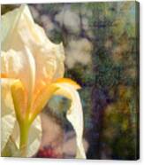 White Iris Canvas Print