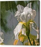 White Iris Canvas Print