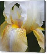 White Iris Ii Canvas Print