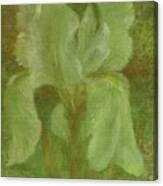White Iris Painterly Texture Canvas Print