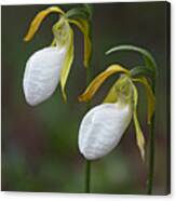 White Lady Slippers Canvas Print