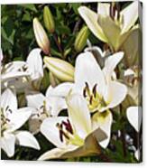 White Lilies In The Garden Canvas Print