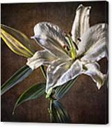 White Lily Canvas Print