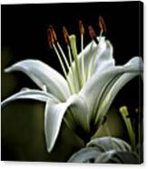 White Lily Canvas Print