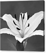 White Lily Canvas Print