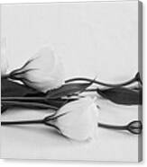 White Lisianthus Canvas Print