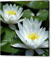 White Lotus Waterlilies Canvas Print