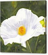 White Matilija Poppy Canvas Print