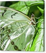 White Morpho Butterfly Canvas Print