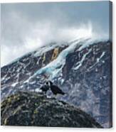 White-necked Raven Pair Under Kilimanjaro Summit Glacier Canvas Print