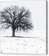 Fade To White - An Isolated Oak In Corn Stubble Field With Snowstorm Canvas Print
