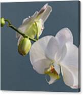 White Orchid 0351 Canvas Print