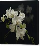 White Orchid And Reflection Canvas Print