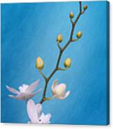White Orchid Buds On Blue Canvas Print