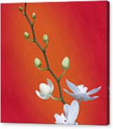 White Orchid Buds On Red Canvas Print