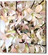 White Orchid Cluster Canvas Print