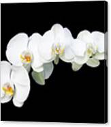 White Orchid Flower Canvas Print