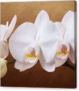White Orchid Flowers And Bud Canvas Print