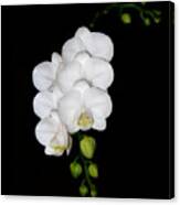 White Orchids On Black Canvas Print