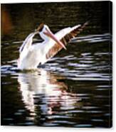 White Pelican Canvas Print