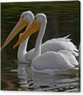 White Pelican Pair Canvas Print