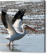 White Pelican Takes Wing Canvas Print