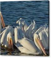 White Pelicans Flock Feeding Canvas Print