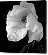 White Peony After The Rain In Black And White Canvas Print