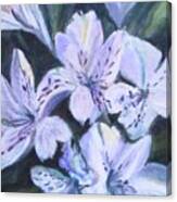 White Peruvian Lily Canvas Print