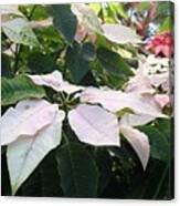 White Poinsettias Canvas Print