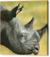 White Rhino Canvas Print