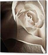 White Rose In Sepia 2 Canvas Print