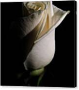 White Rose Low Key Minimal Botanical / Nature / Floral Photograph Canvas Print