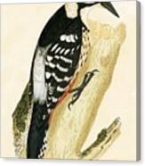 White Rumped Woodpecker Canvas Print