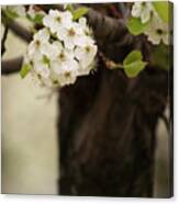 White Spring Blossoms Ii Canvas Print