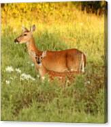 White-tail Doe And Fawn In Meadow Canvas Print