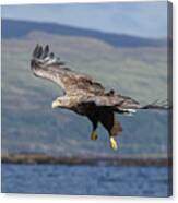 White-tailed Eagle Over Loch Canvas Print