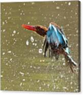 White-throated Kingfisher Canvas Print