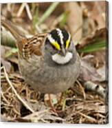White-throated Sparrow 3454 Canvas Print