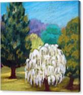 White Tree Canvas Print