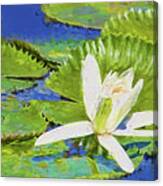 White Water Lily Impressionism Canvas Print