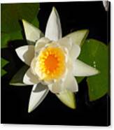 White Water Lily Canvas Print