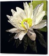 White Water Lily Reflection Canvas Print