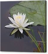 White Water Lotus Canvas Print