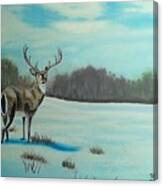 Whitetail Buck Canvas Print