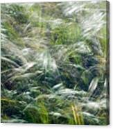 Who Has Seen The Wind Canvas Print