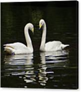 Whooper Swans Canvas Print