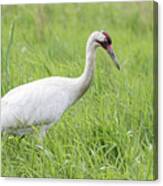 Whooping Crane 2017-3 Canvas Print